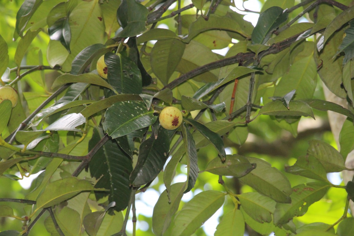 Garcinia mangostana L.